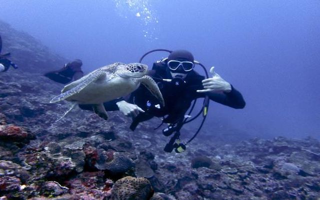 diving-with-turtle