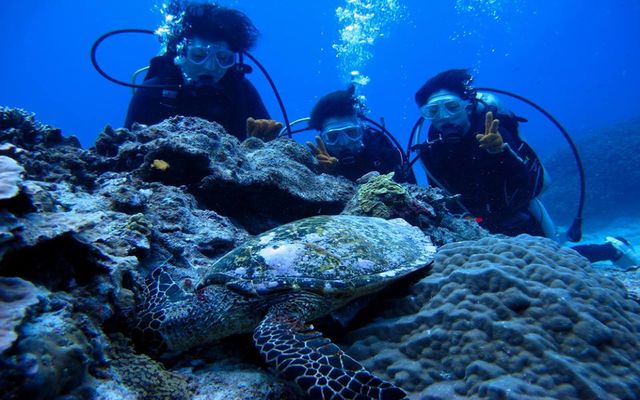 diving-family